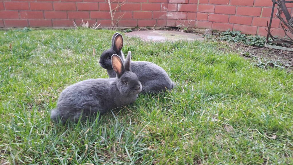 Dwa szare króliki na zielonej trawie