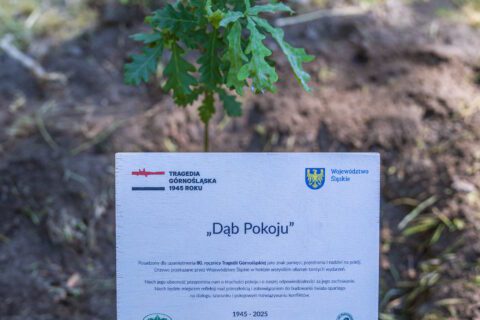 Dąb Pokoju posadzony w Gliwicach
