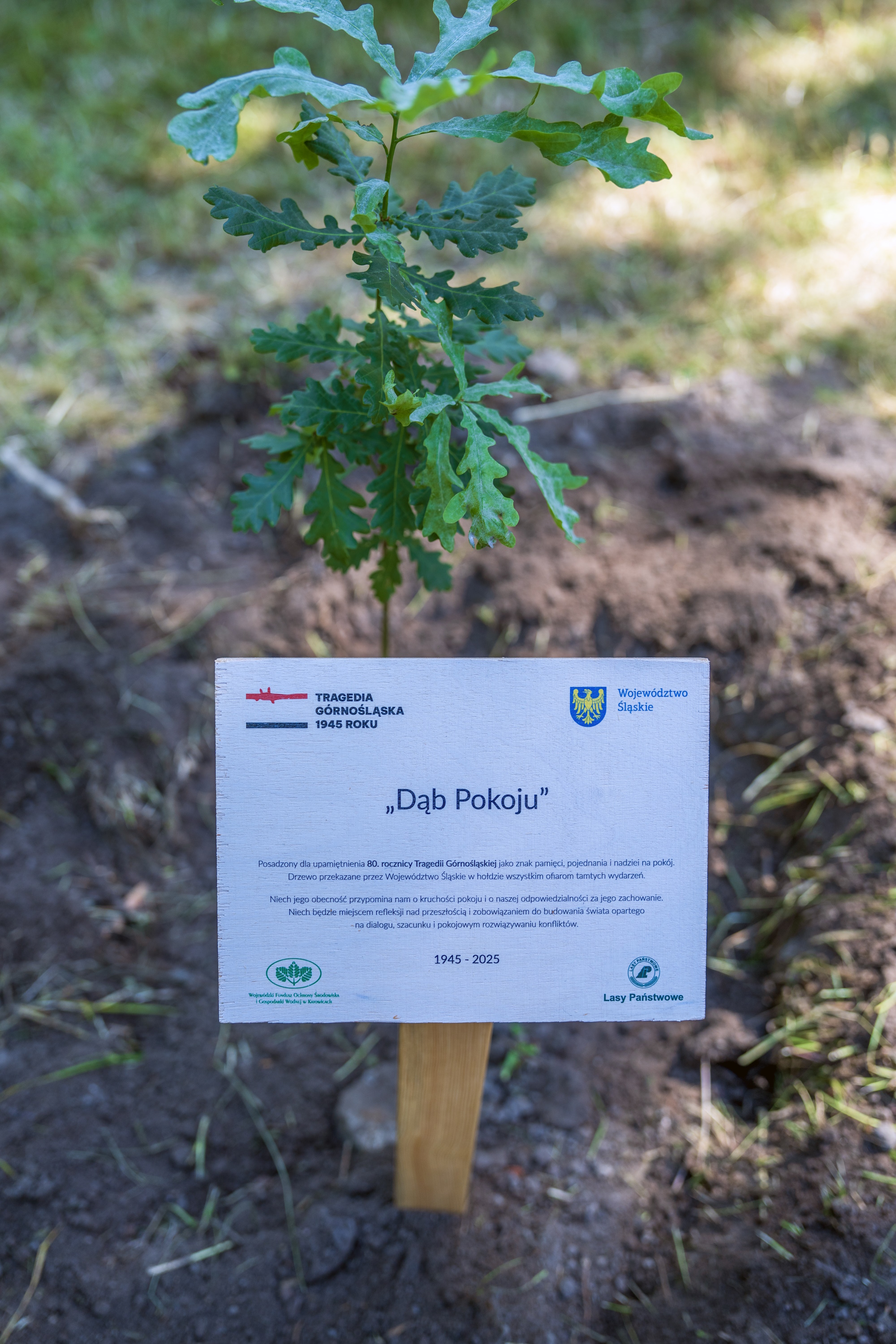 80 dębów na 80-lecie Tragedii Górnośląskiej