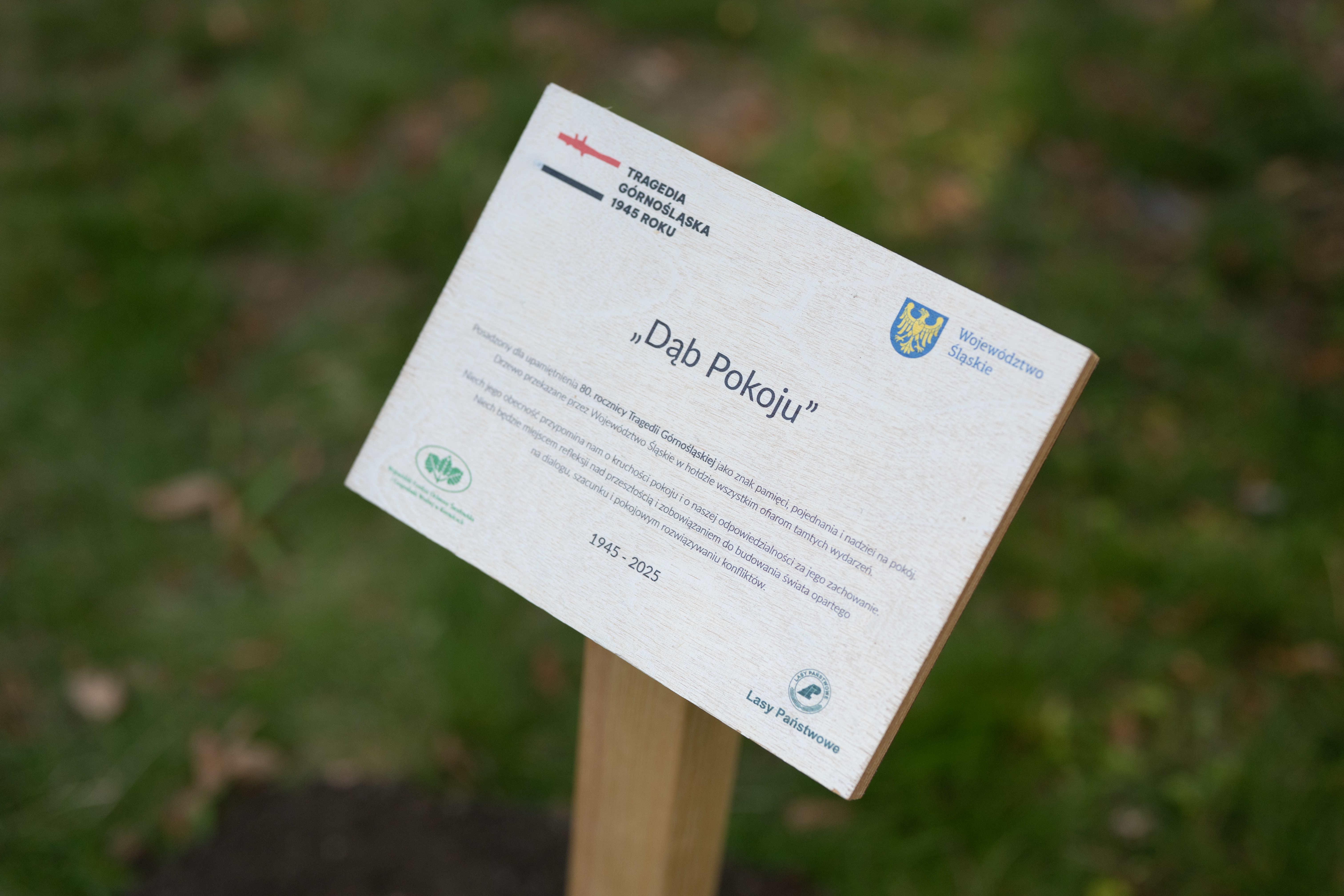 Siemianowicki „Dąb Pokoju” posadzony